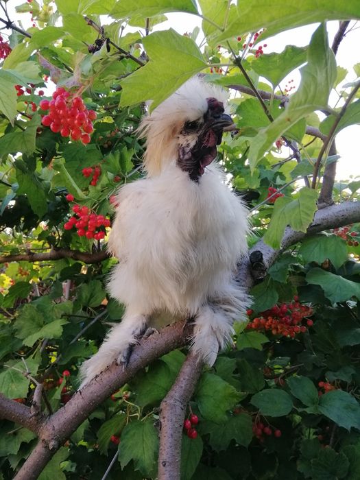 Китайские шелковые куры инкубационное яйцо