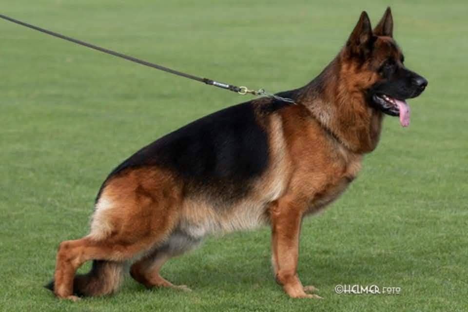 Німецька вівчарка