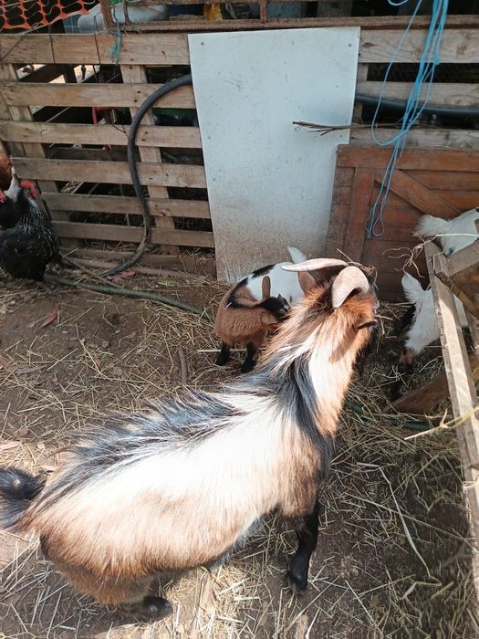 Vendo cabras anãs