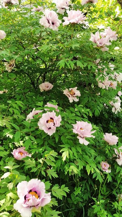 Піон деревовидний