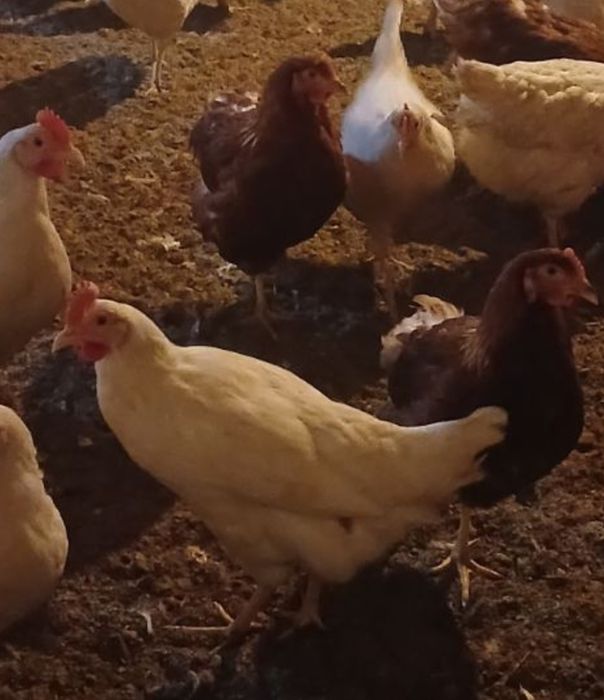 КуриОПТ,Ломан Браун,Домінант