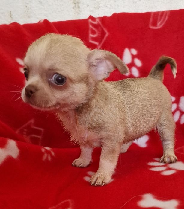 Menino chihuahua