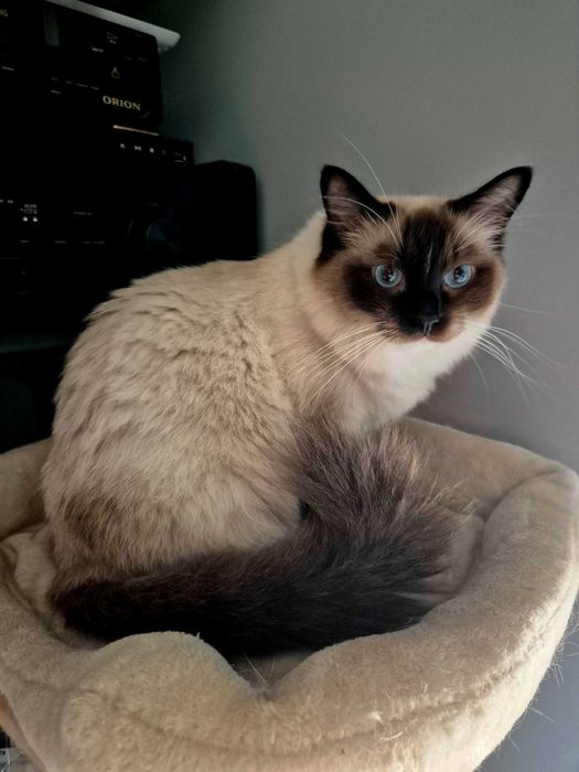 Kotka Ragdoll seal mitted