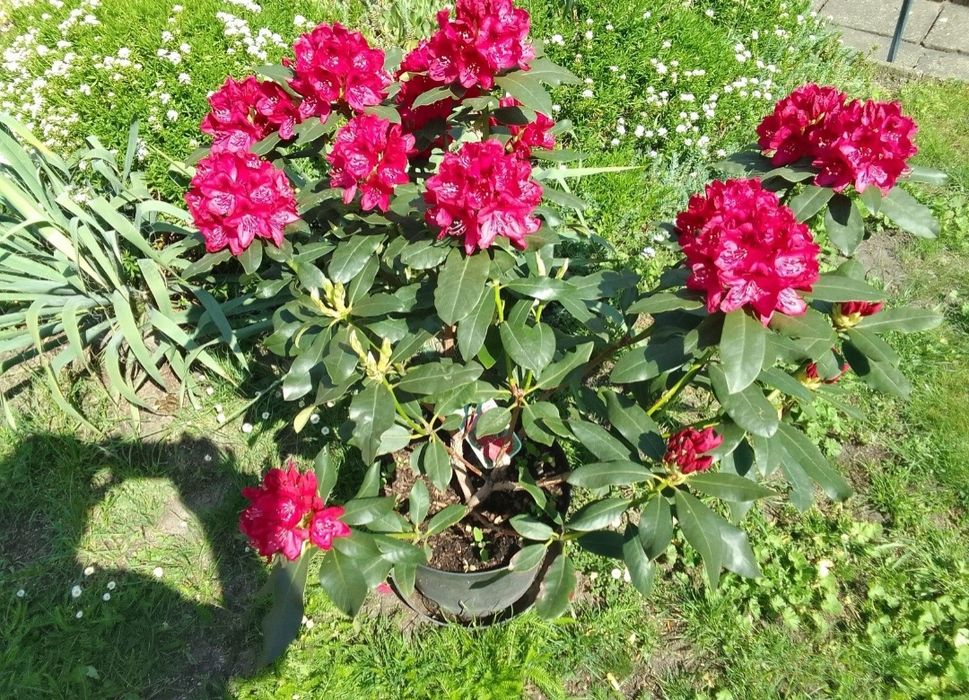 Kwiat rododendron