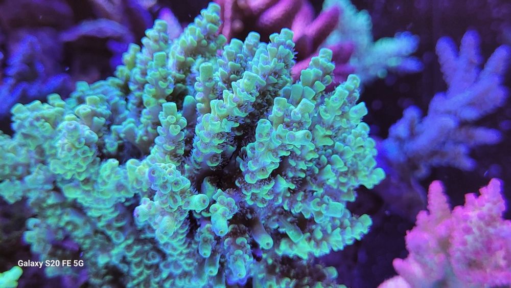Szczepki acropora,sps Mysłowice-Woj.śląskie