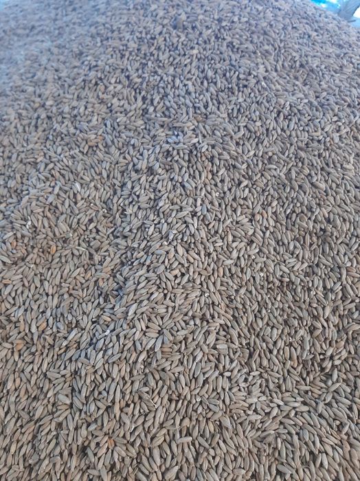 Продам зерно. Жито.