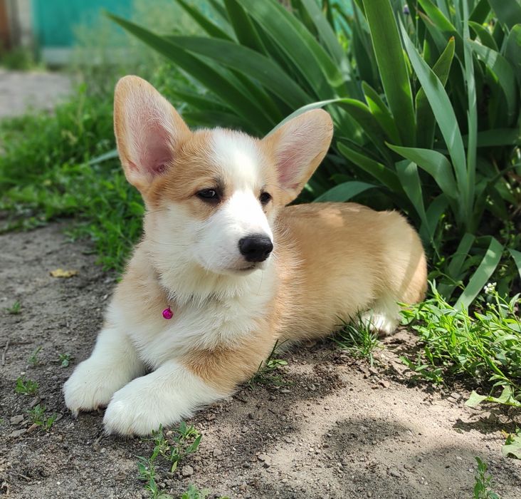 Красень коргі хлопчик.