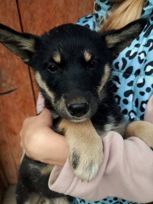 Метис Хаскі та метис Вівчар |ДІМ|ПЕРЕТРИМКА|