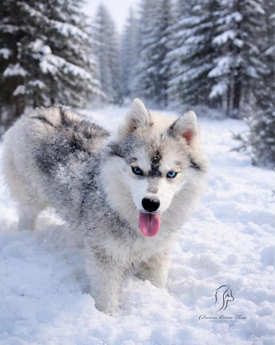 Pomsky ( Mini Husky )