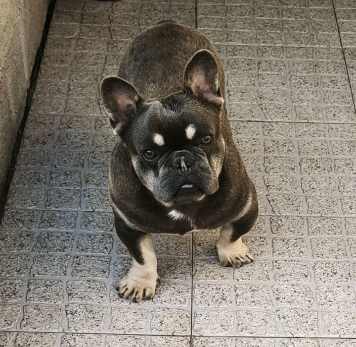 Bulldog  francês blue