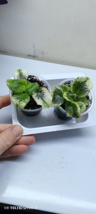 Фиалки софия Ротару, Фата Моргана ,Герцогиня, Масленица, Сапфира.