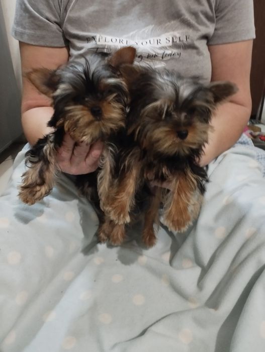 Хлопчик та дівчинка