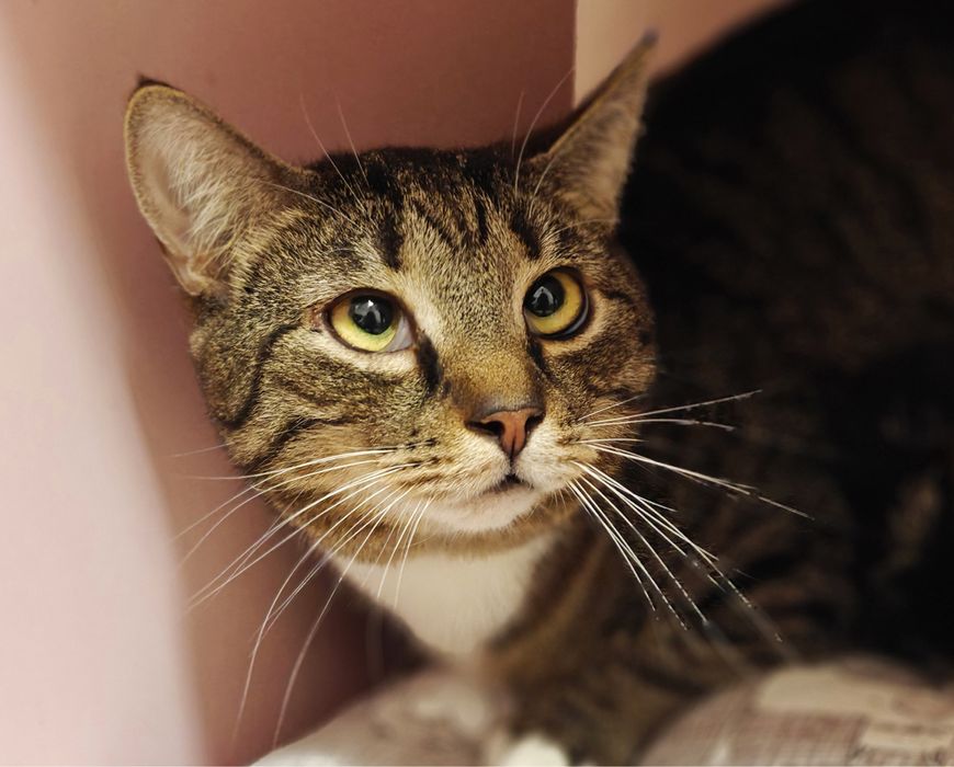 Котик Кузя в гарну родину.1 рік.Стерилізований.Кіт.Коти