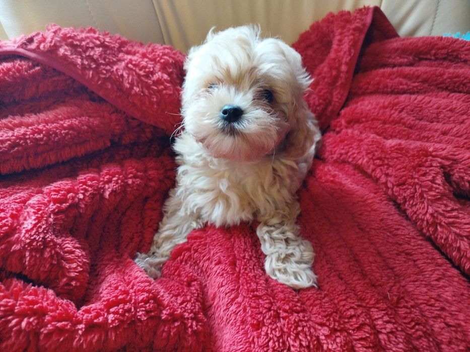 Maltipoo śliczna sunia