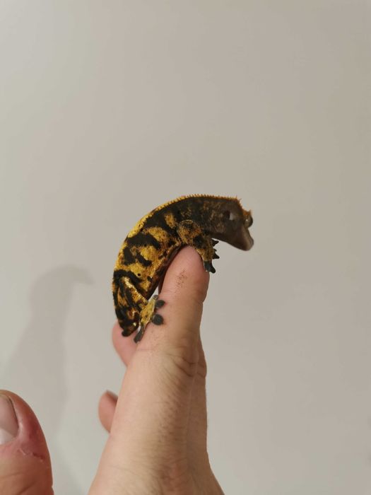 Gekon orzesiony samica