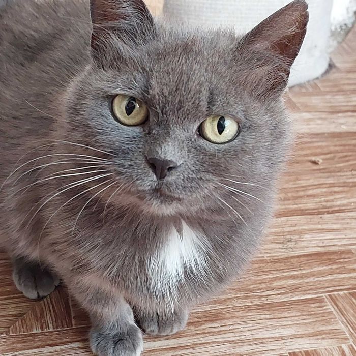 Красуня киця ,треба дуже дім