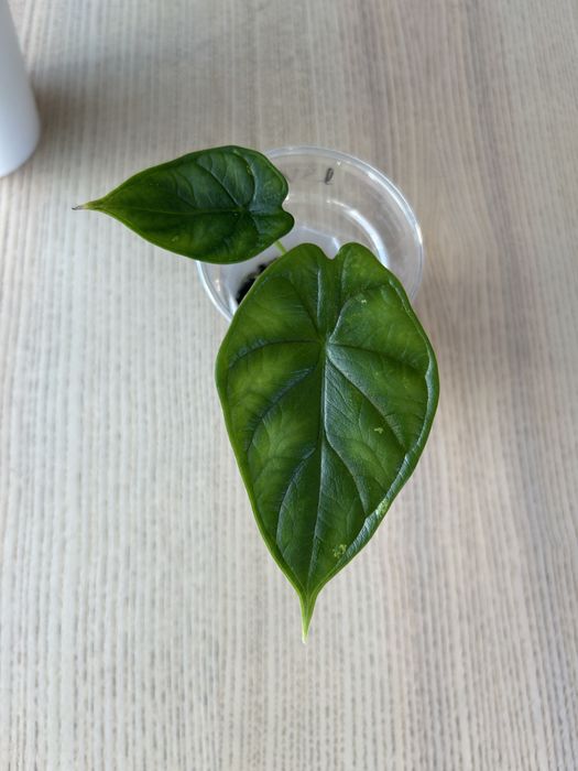 Alokazja Dragon Scale Variegata/ ogrzewacz w cenie