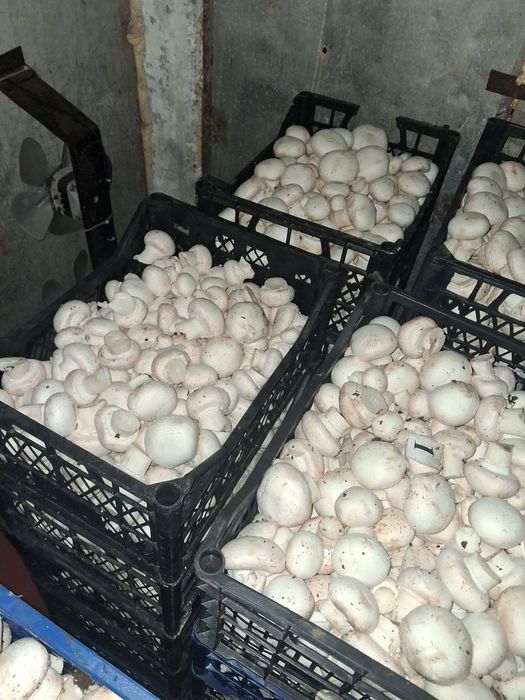 Печериці  гриби гуртом Шампиньоны оптом Шукаю оптових продавців