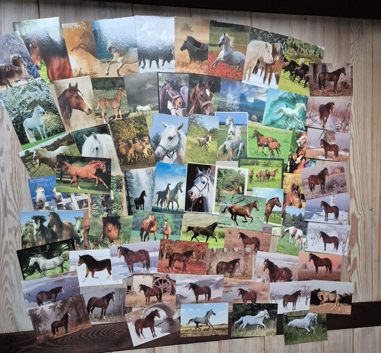 Pocztówki konie 67 sztuk