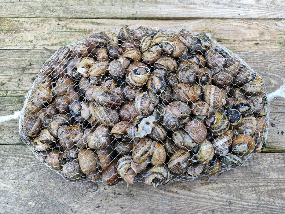 Ślimaki Aspersa Maxima do reprodukcji