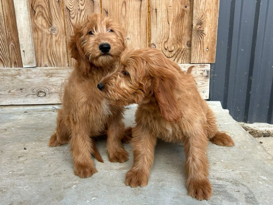 Sprzedam Suczkę Goldendoodle