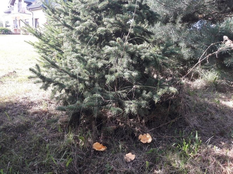 Pieprznik jadalny KURKA - grzybnia grzyby leśne