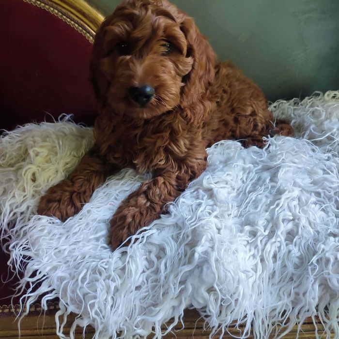 Cockapoo > dostępny piesek z paszportem .