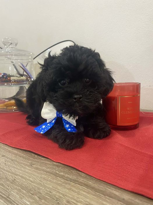 Shih-Poo śliczny piesek shih tzu pudel