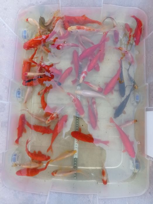 Kinguios cometas sarasas e shubunkins