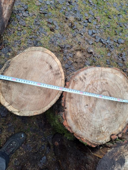 Dąb Pniaki pieńki pinki do rąbania drewna