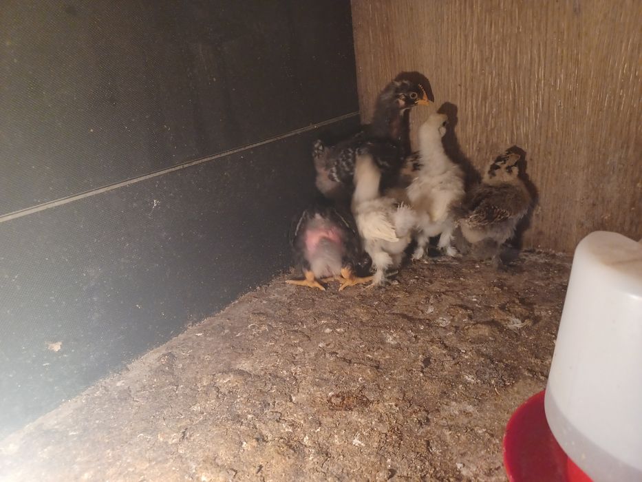 Aves capoeira pintos