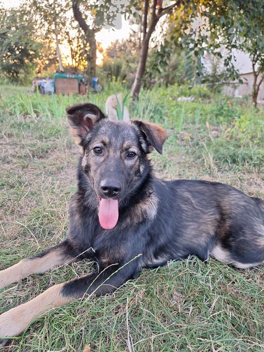 Віддаємо красуню собачку