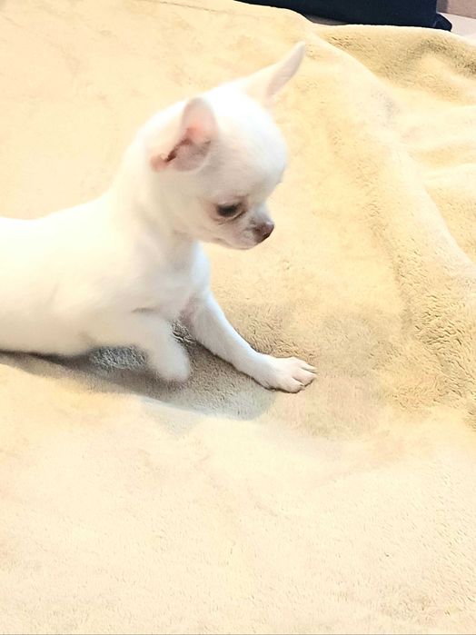 Biała Śliczna Mini Dziewczynka