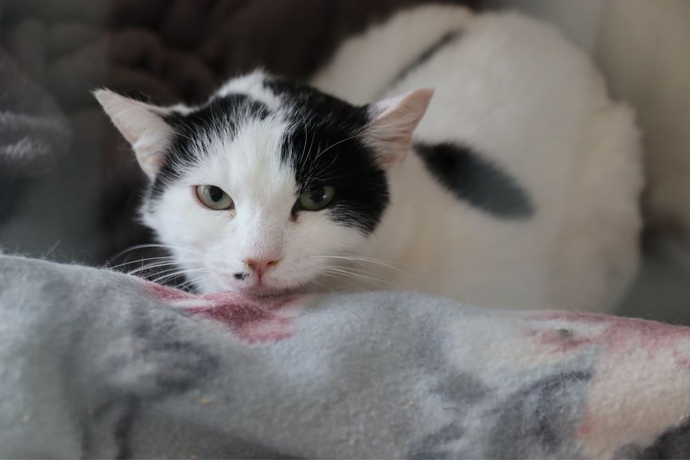 60 kotów do adopcji