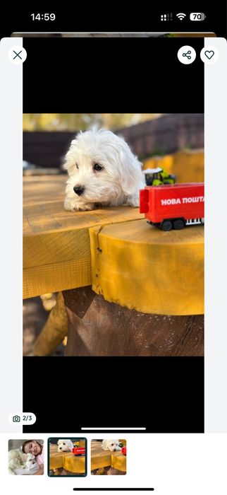 ;Гарні мальтипу ф1.,