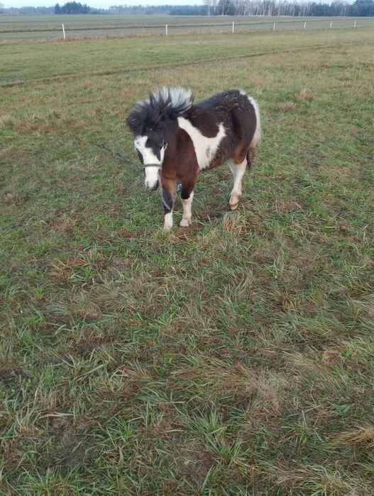 Sprzedam kucyka rocznego