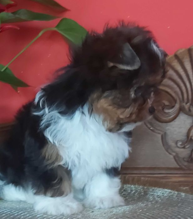Yorkshire terrier suczka tricolor 3 razy zaszczepiona