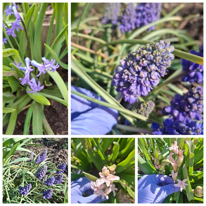 Садовые цветы, свои