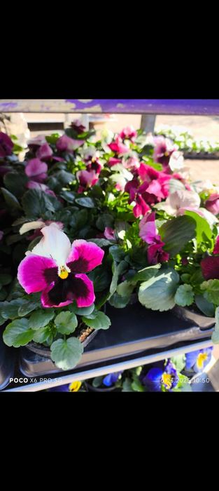 Sadzonki bratek 6szt sadzonki kwitnące