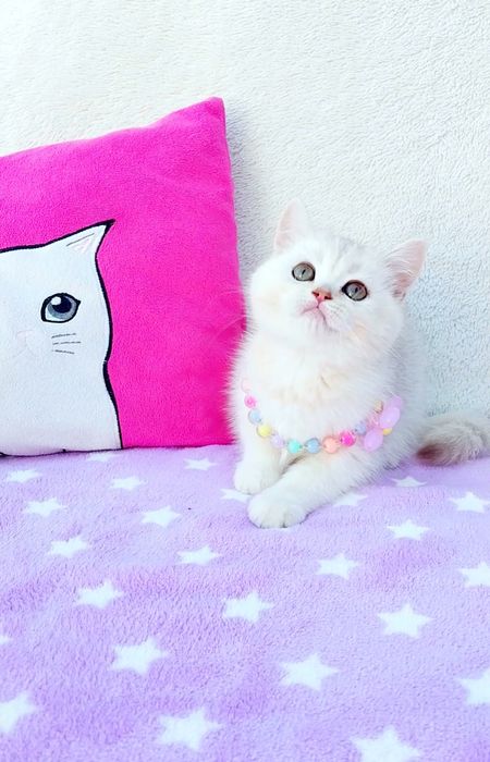 Серебристая красотка девочка шиншиллка