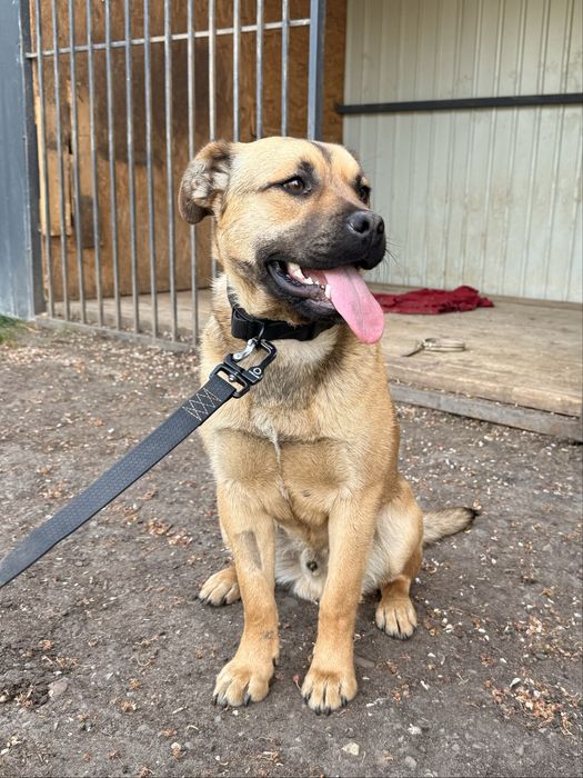 Зверніть будь ласка увагу на нього, йому дуже потрібна сімʼя!