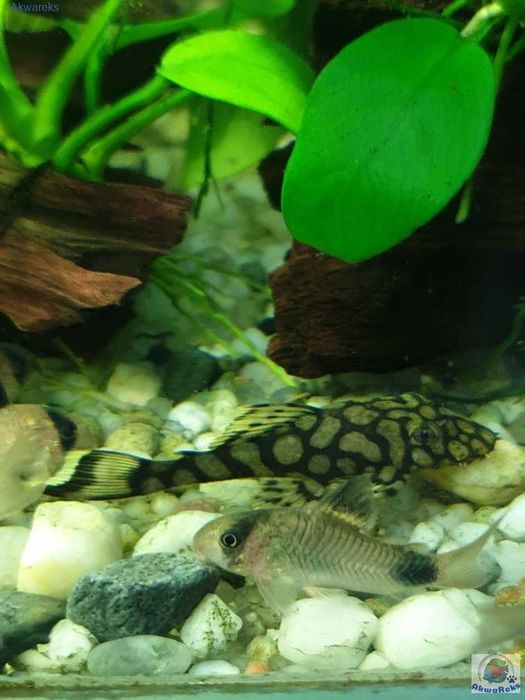L519 Ancistrus Kiefnerii ll Rio Itenez Zbrojnik Glonojad Wysyłka