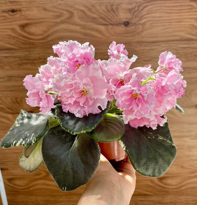 Фиалки детки, стартеры