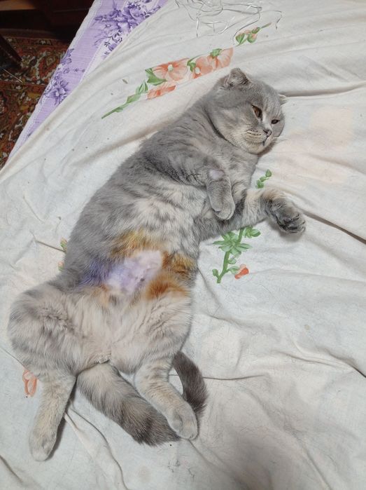 Віддам в добрі руки висловуху кицю