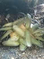 Karaczan Zielony--Panchlora Nivea