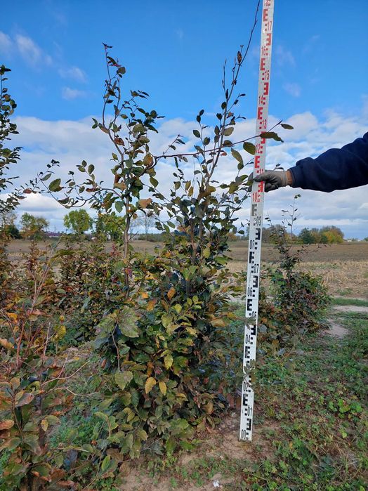 Buk na żywopłot Fagus sylvatica
