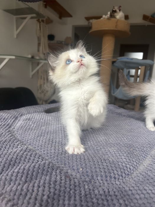 Ragdoll kociak, kocurek, kotek
