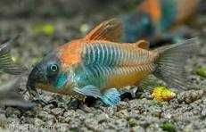 Corydora Orange Venezuela