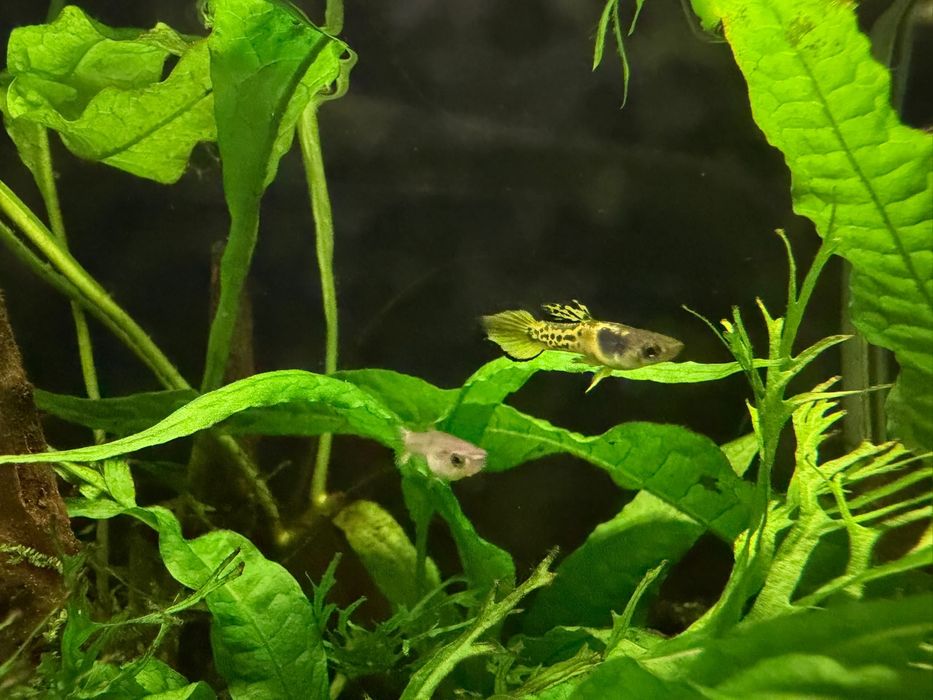 Guppy Endler Tigre