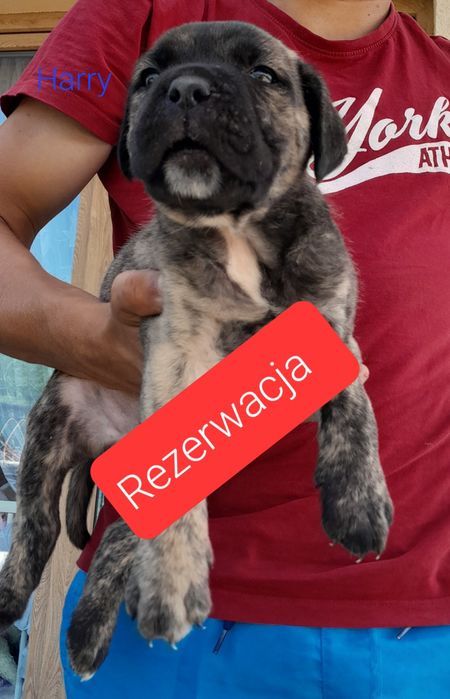 Cane Corso Szczeniak